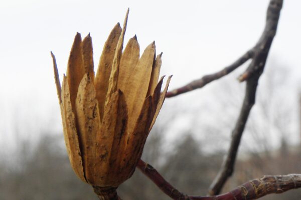 Liriodendron tulipifera - Fruit Remnants