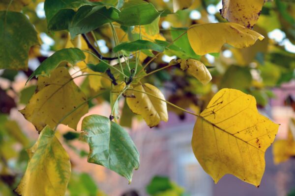 Liriodendron tulipifera - Fall Foliage