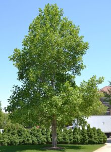 Liriodendron tulipifera - Overall Tree in Summer