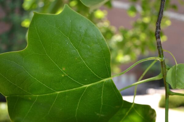 Liriodendron tulipifera - Foliage