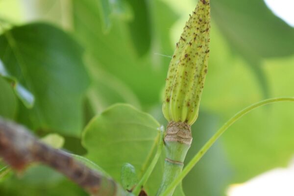 Liriodendron tulipifera - Fruit