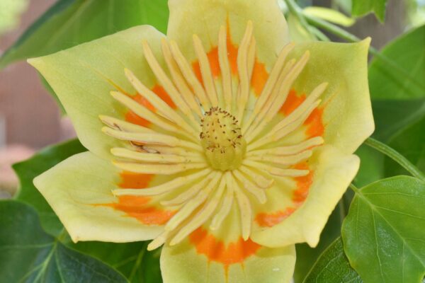 Liriodendron tulipifera - Flower