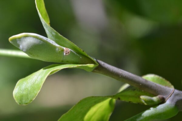 Liriodendron tulipifera - Flower Bud