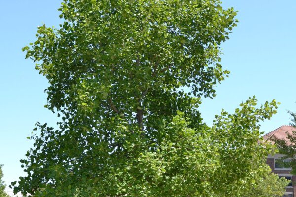 Liriodendron tulipifera - Overall Tree in Summer