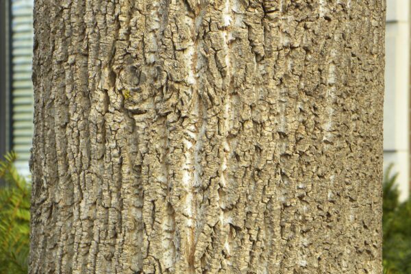 Liriodendron tulipifera - Bark