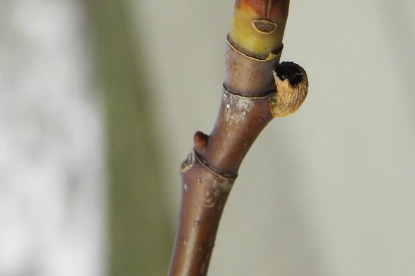 Liriodendron tulipifera - Bud