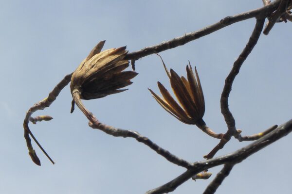 Liriodendron tulipifera - Fruit Remnants