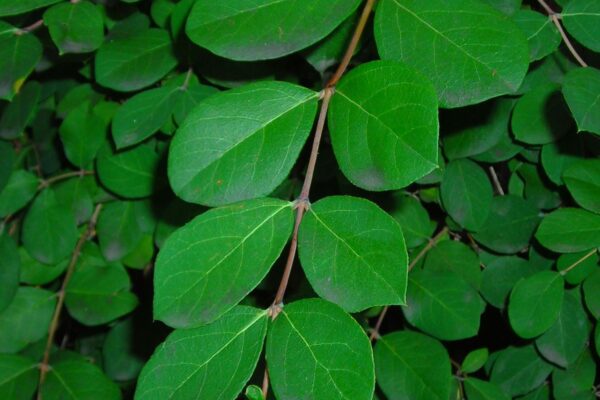 Lonicera fragrantissima - Foliage