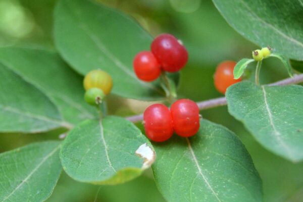 Lonicera fragrantissima - Fruit