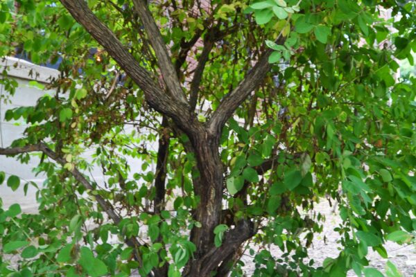 Lonicera fragrantissima - Bark