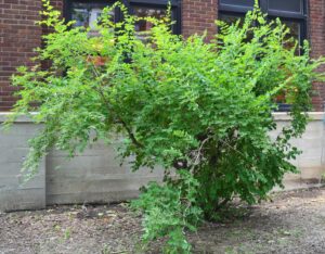 Lonicera fragrantissima - Overall Habit