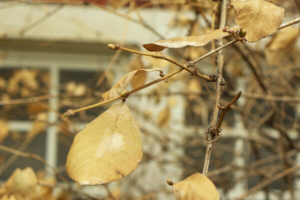 Lonicera fragrantissima - Buds and Old Foliage