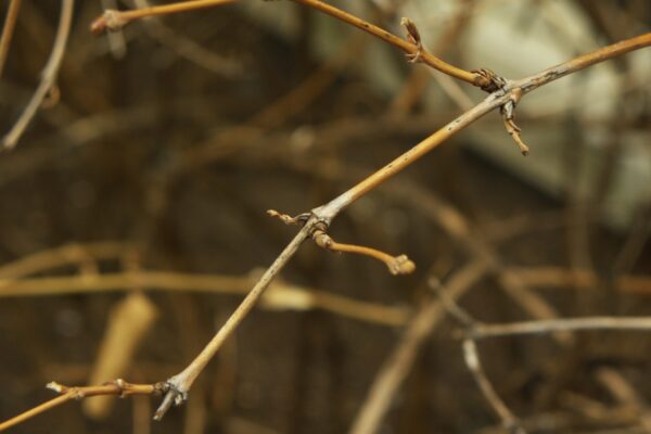 Lonicera fragrantissima - Buds