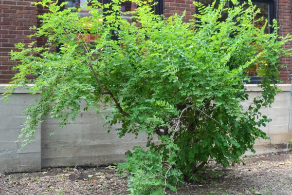 Lonicera fragrantissima - Overall Habit