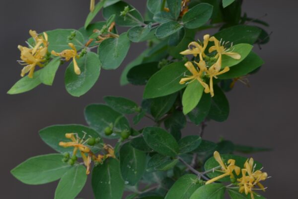 Lonicera fragrantissima - Old Flowers
