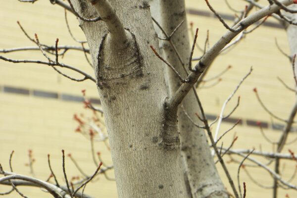 Acer rubrum ′Brandy Wine′ - Bark