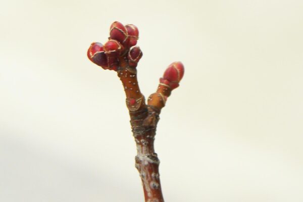 Acer rubrum ′Brandy Wine′ - Buds