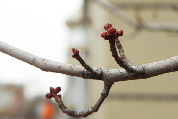 Acer rubrum ′Brandy Wine′ - Buds
