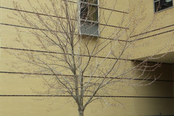 Acer rubrum ′Brandy Wine′ - Winter Habit