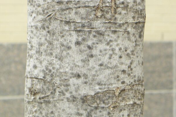 Acer rubrum ′Brandy Wine′ - Bark
