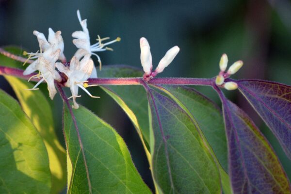 Lonicera maackii - Flowers