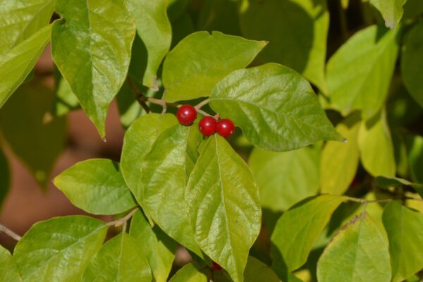 Lonicera maackii - Foliage and Fruit