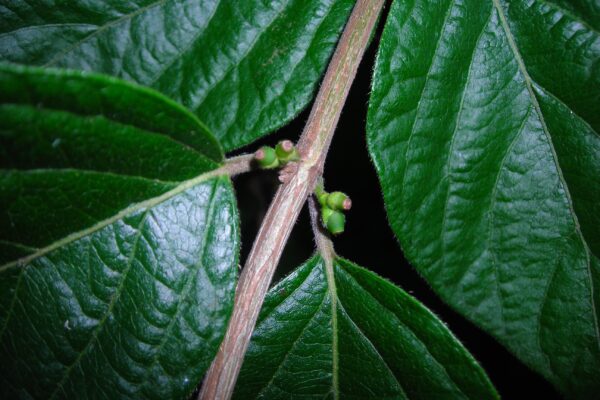 Lonicera maackii - Emerging Fruit Pairs