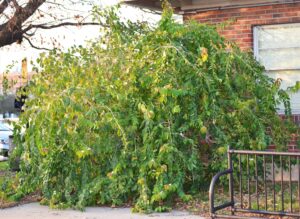 Lonicera maackii - Shrub Habit