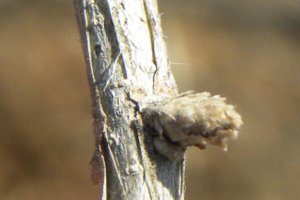 Lonicera maackii - Bud