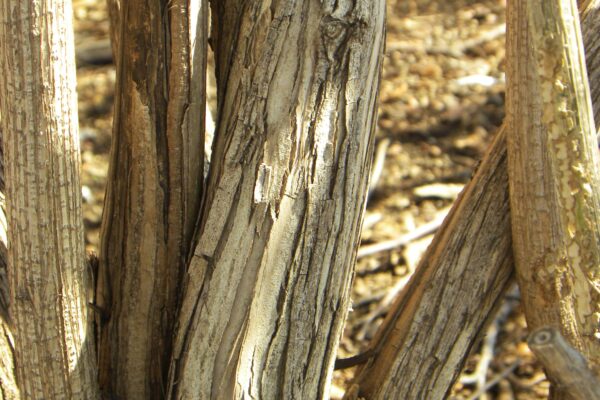 Lonicera maackii - Bark