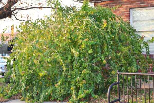 Lonicera maackii - Shrub Habit