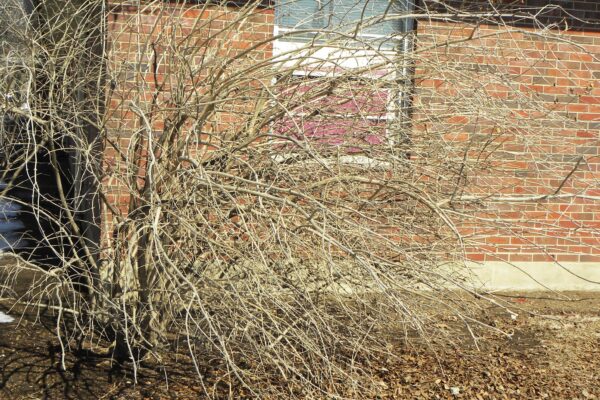 Lonicera maackii - Winter Habit