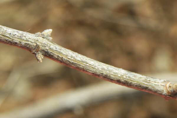 Lonicera maackii - Stem and Buds