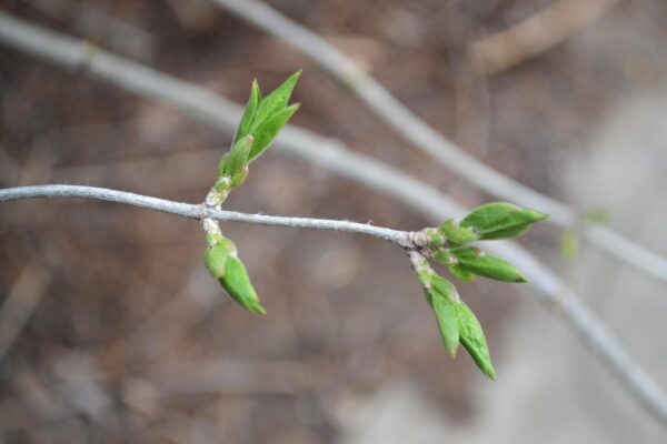 Lonicera maackii - Emerging Buds