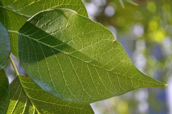 Maclura pomifera - Leaf