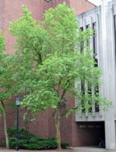 Maclura pomifera - Overall Tree in Summer