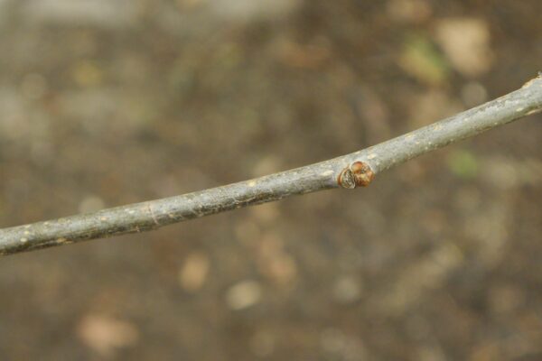 Maclura pomifera - Buds