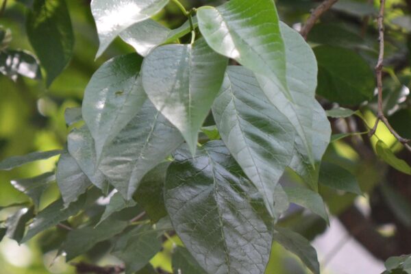 Maclura pomifera - Foliage
