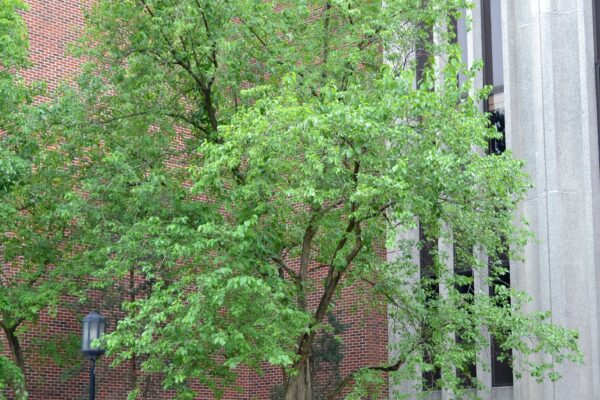 Maclura pomifera - Overall Tree in Summer