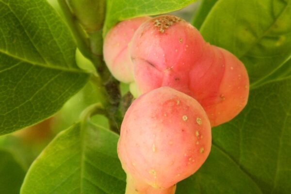 Magnolia acuminata - Bud and Mature Fruit