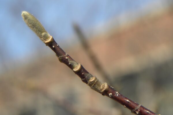 Magnolia acuminata - Bud