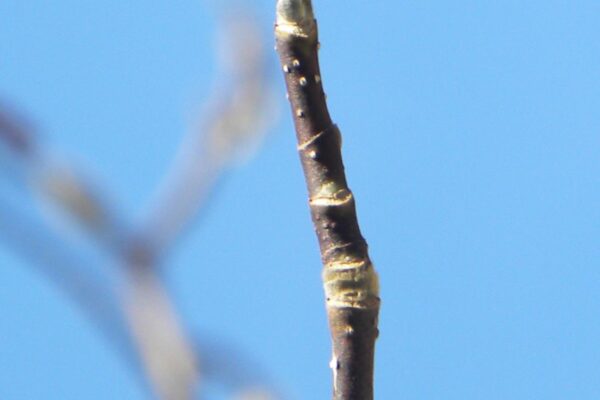 Magnolia acuminata - Terminal Flower Bud