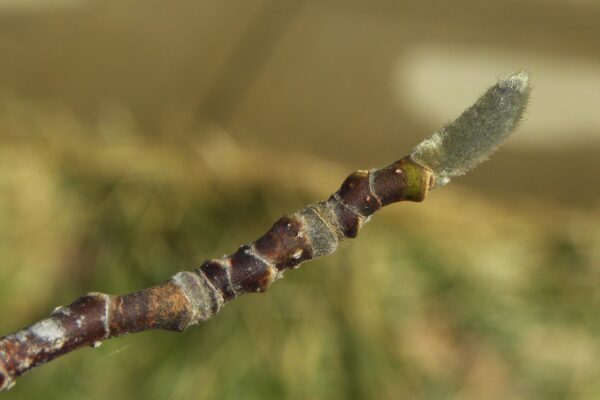 Magnolia acuminata - Bud