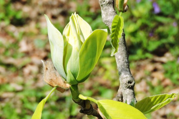 Magnolia acuminata - Flowers