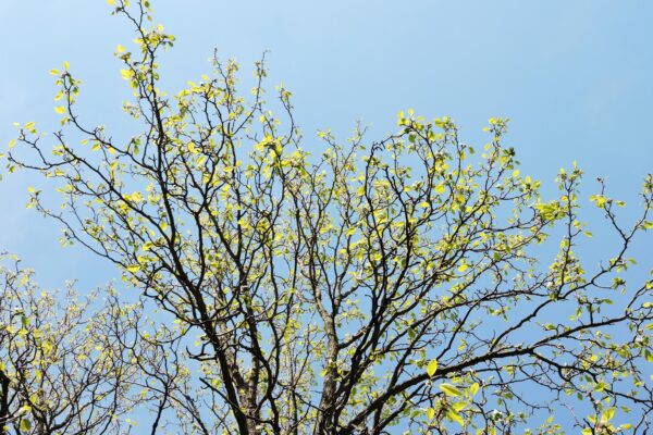 Magnolia acuminata - Emerging Foliage Canopy