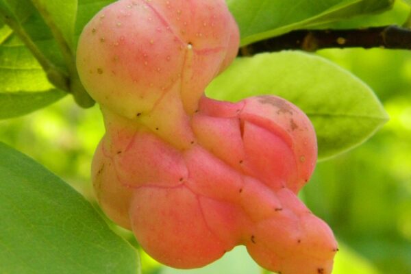 Magnolia acuminata - Mature Fruit