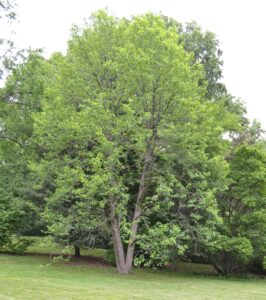 Magnolia acuminata - Overall Habit