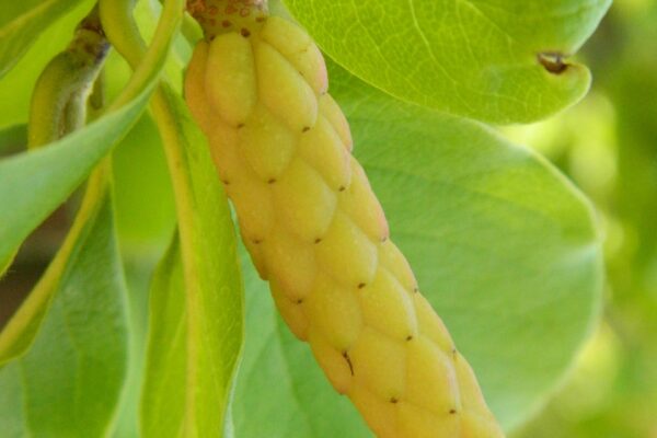 Magnolia acuminata - Immature Fruit