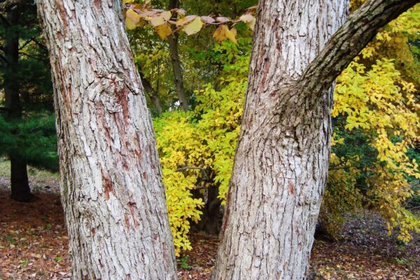 Magnolia acuminata - Bark