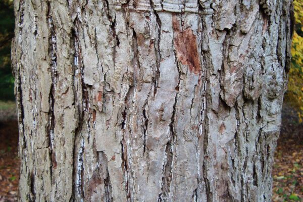 Magnolia acuminata - Bark